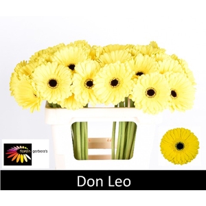 GE GR DON LEO water 996