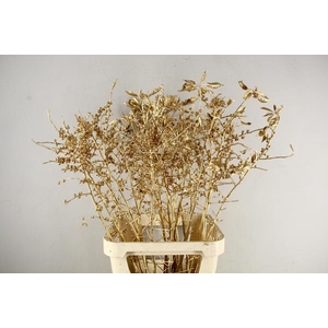 Ilex Antique Gold