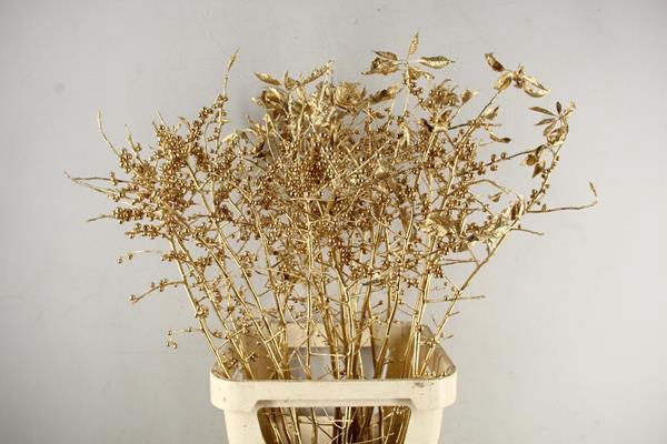 <h4>Ilex Antique Gold</h4>