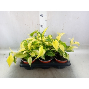Philodendron scand.