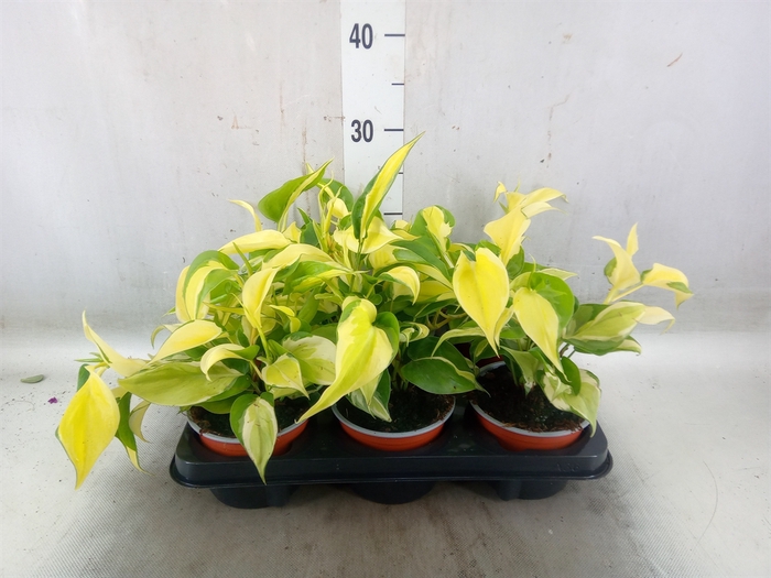 <h4>Philodendron scand.</h4>