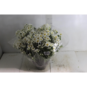 CRISANTEMO BOLA BELGA C18 BRANCO