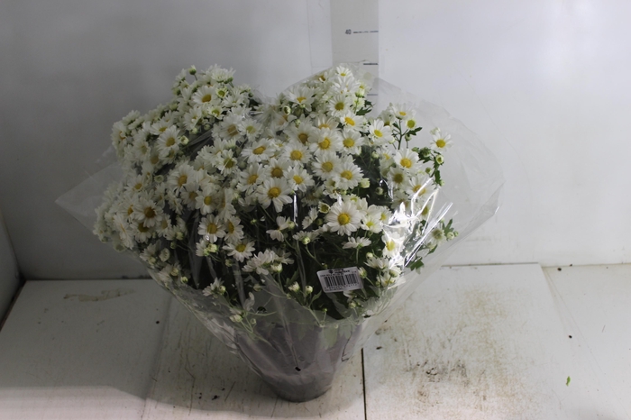 <h4>CRISANTEMO BOLA BELGA C18 BRANCO</h4>