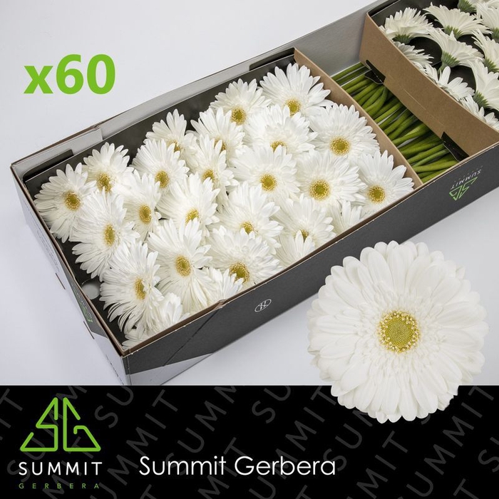 <h4>Gerbera Swanlake Doos</h4>