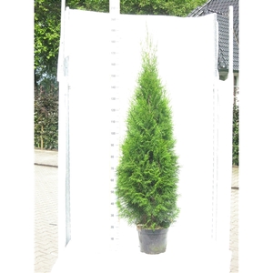 Thuja occidentalis 'Smaragd'