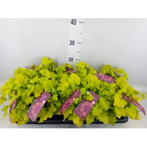 Heuchera   ...