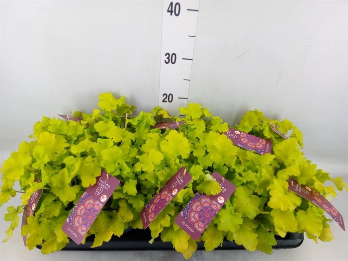 <h4>Heuchera ...</h4>