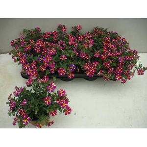 CALIB RAV PINK HAWAI