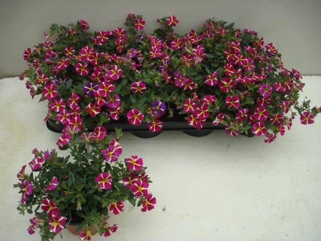 <h4>CALIB RAV PINK HAWAI</h4>