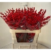 Ilex Rood