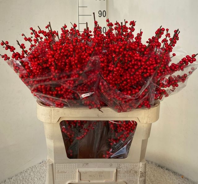 <h4>Ilex Rood</h4>