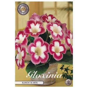 Gloxinia Blanche de Meru x1 5/6