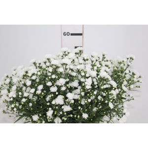 ASTER MARIANA 040 CM