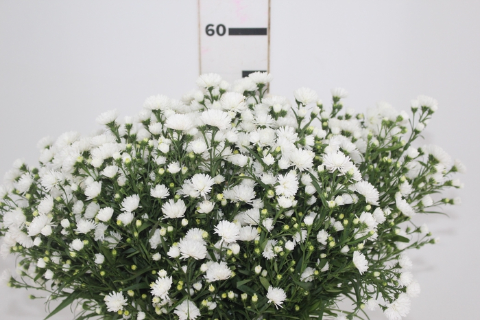 <h4>ASTER MARIANA 040 CM</h4>