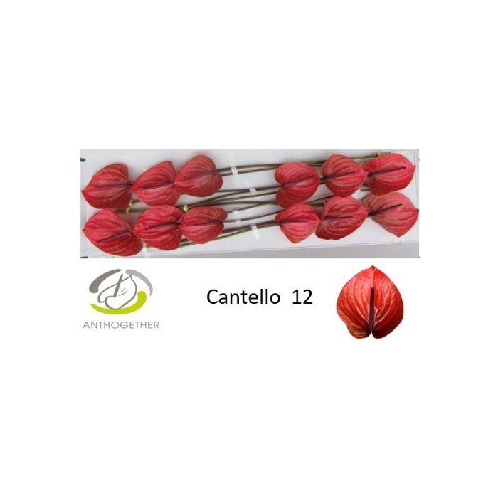 <h4>Anth A Cantello</h4>