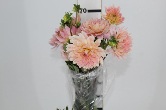 <h4>DALIA ROSA</h4>