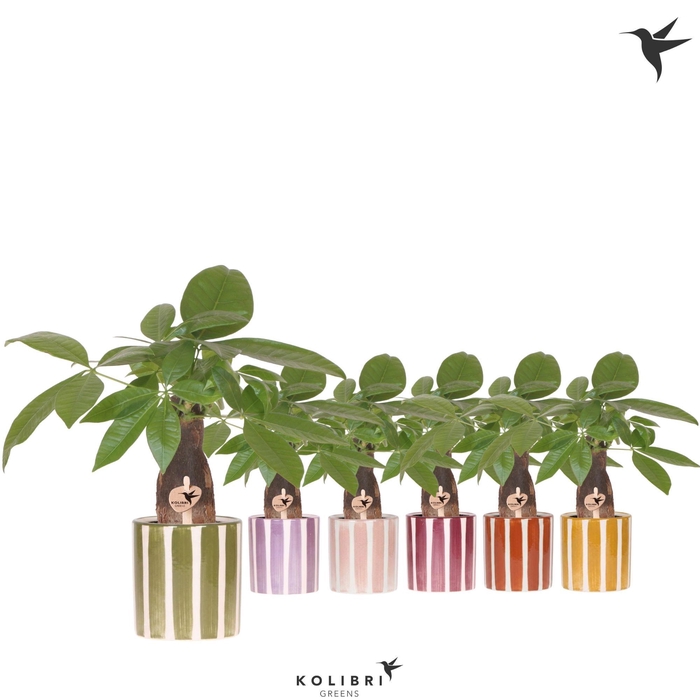 <h4>Kolibri Greens Pachira in Painted Stripe pot mix</h4>