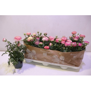 arr8 Ranun Sprink Pink Bicolor