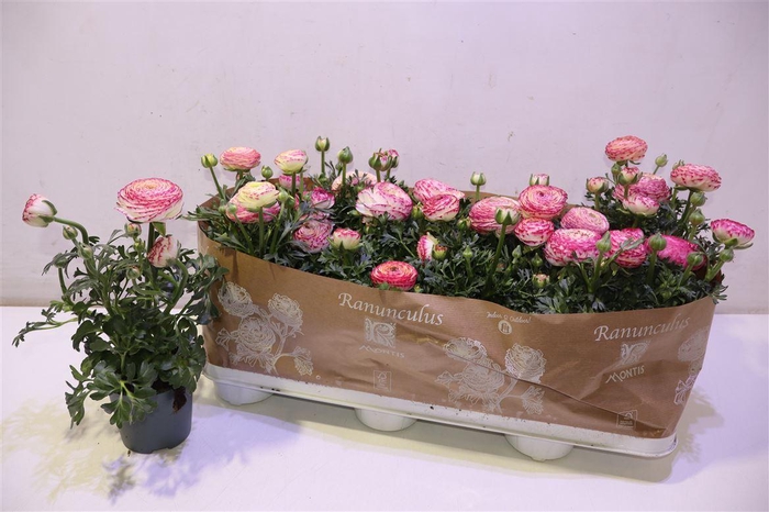 <h4>arr8 Ranun Sprink Pink Bicolor</h4>