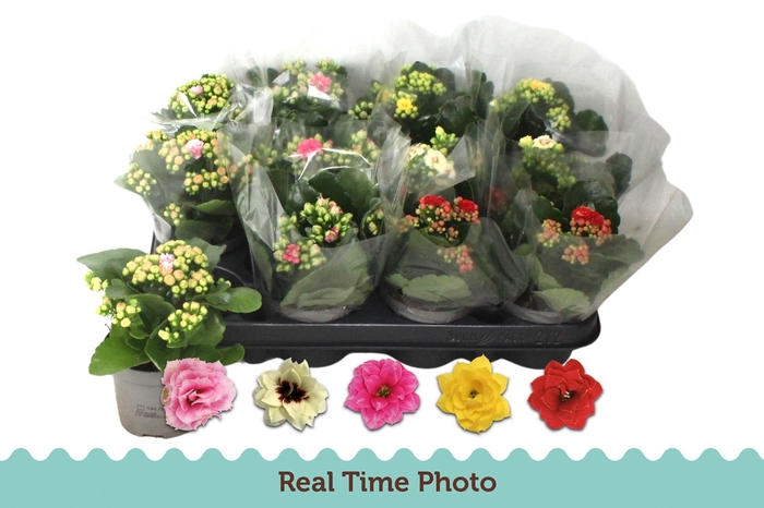 <h4>KAL GE GEM 5 KL</h4>