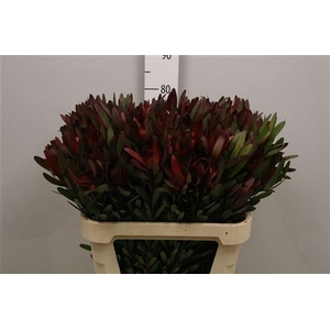Leucadendron Saf Sunset Dark R.
