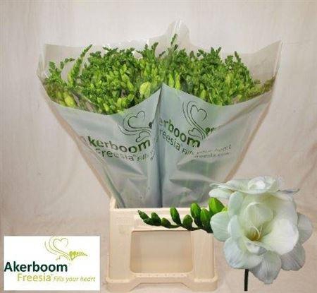 <h4>Fr Du Romantic White</h4>