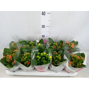 Kalanchoe blos.   ..mix 3