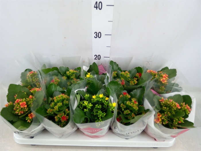 <h4>Kalanchoe blos.   ..mix 3</h4>