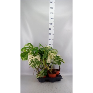 MONSTERA  'VARIEGATA'