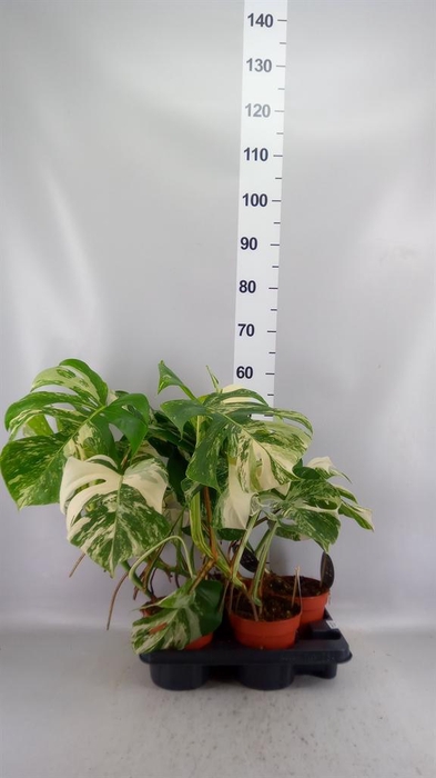 <h4>MONSTERA 'VARIEGATA'</h4>