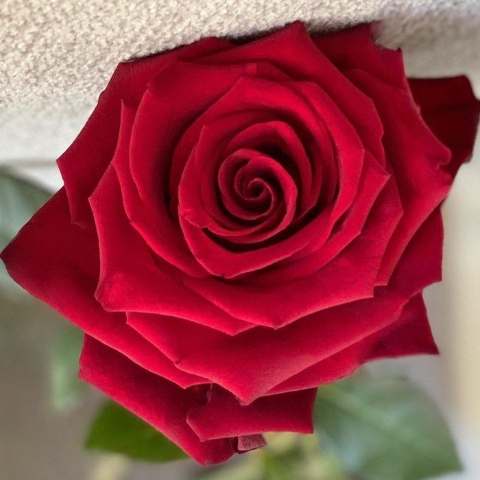 <h4>R GR EXPLORER</h4>