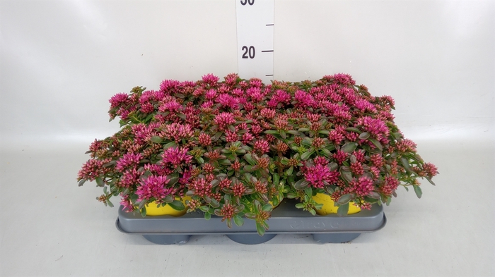 <h4>Sedum spurium 'Spot on deep Rose'</h4>