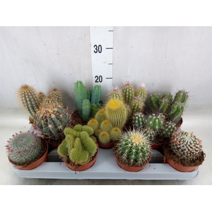 Cactus   ...mix