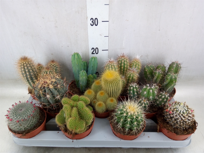 <h4>Cactus   ...mix</h4>