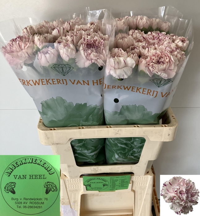 <h4>DI ST YUKARI</h4>