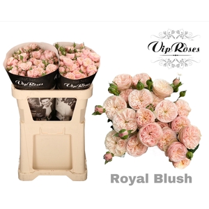 R TR ROYAL BLUSH