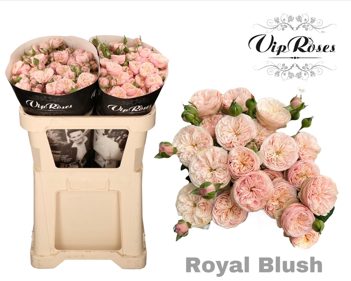 <h4>R Tr Royal Blush (vip)</h4>