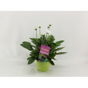 Gerbera XL Garvinea 4+ wit
