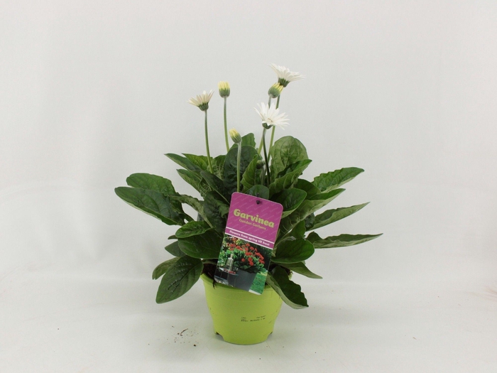 <h4>Gerbera XL Garvinea 4+ wit</h4>