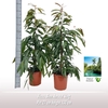 Ficus Amstel King