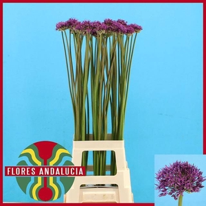 ALLIUM GLADIATOR