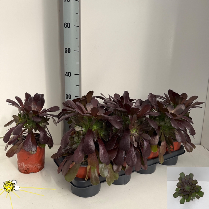 <h4>AEONIUM AB VELOURS</h4>
