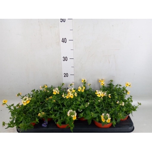 Nemesia   ...