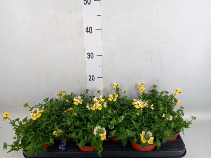 <h4>Nemesia   ...</h4>