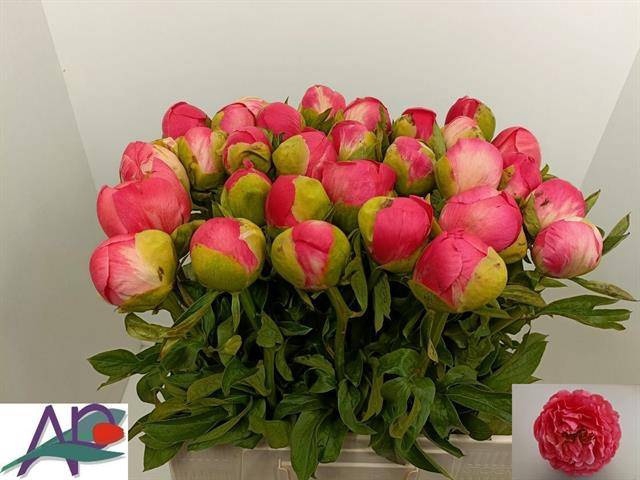<h4>PAEO CORAL SUNSET</h4>