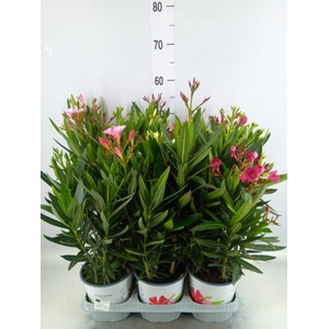Nerium oleander   ...