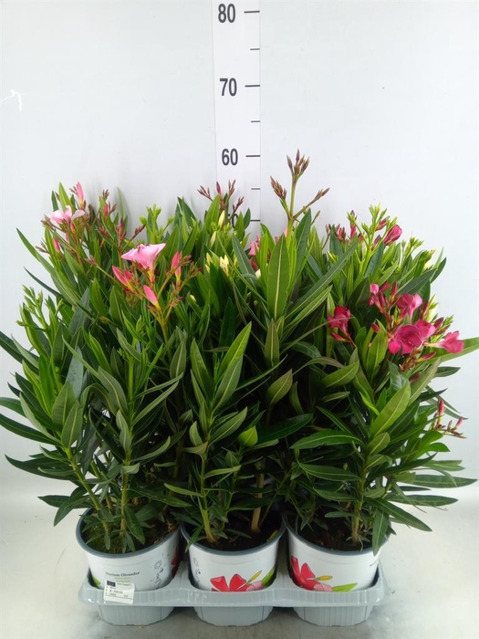 <h4>Nerium oleander ...</h4>