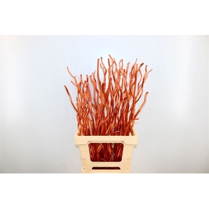 Dried Kuwa 12pcs Bronze Bunch