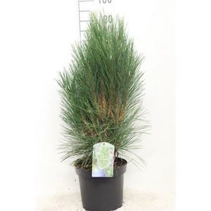 Pinus nigra 'Pyramidalis' P26 potgedrukt