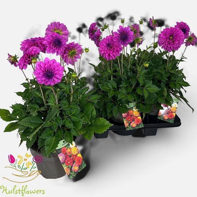 <h4>DAHL D LAB GR PURPLE</h4>